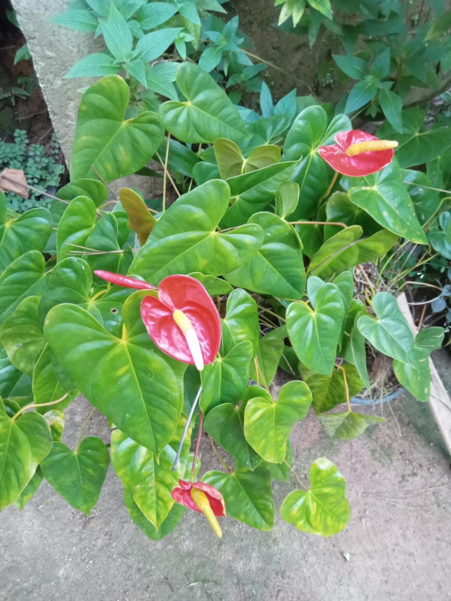 Aroma Heaven Homestay Ella