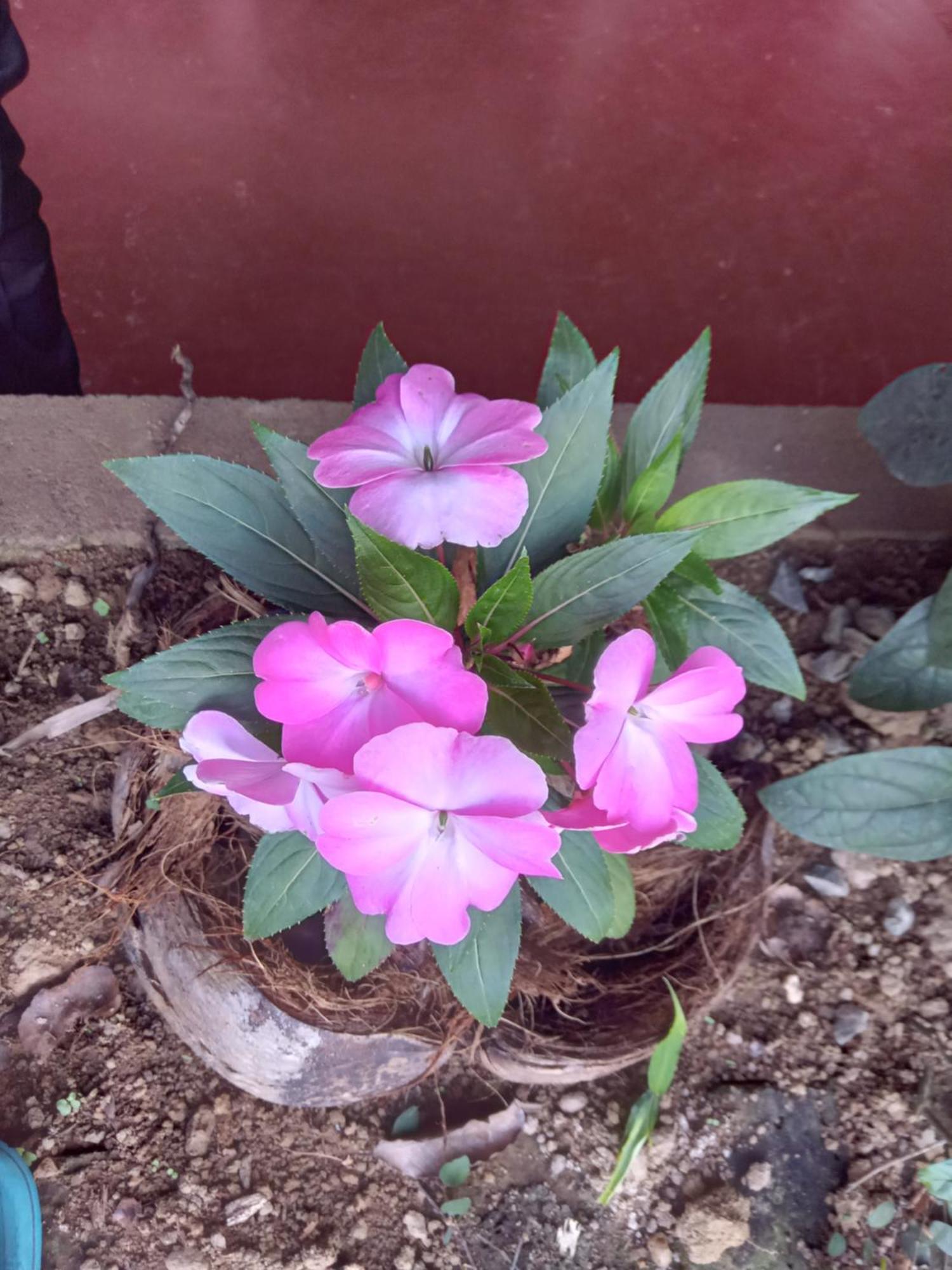 Aroma Heaven Homestay *