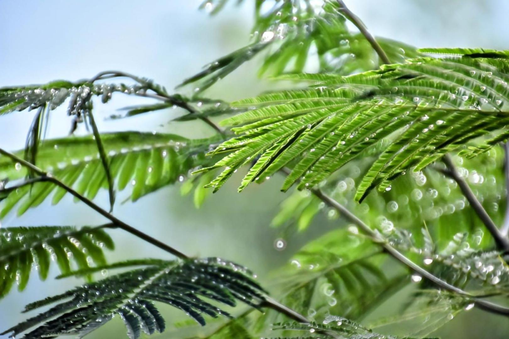 Green Jungle 