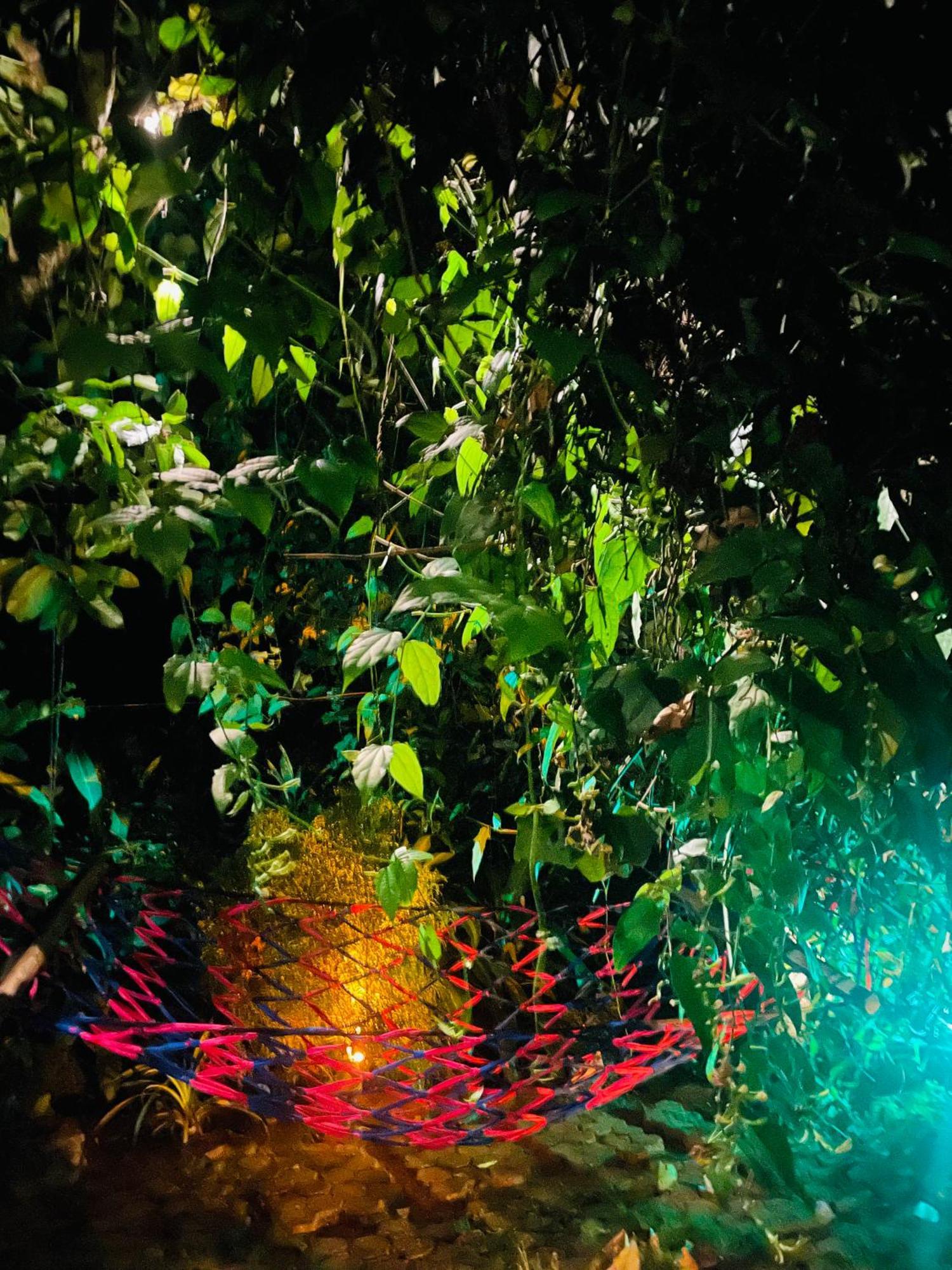 Treetops *