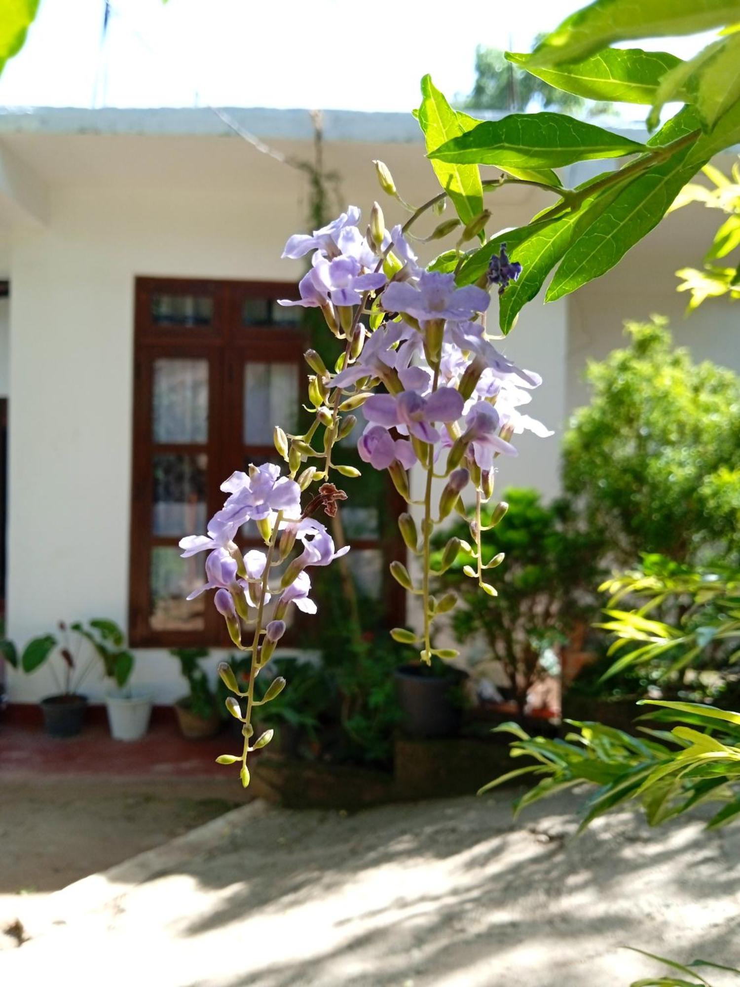 Homestay Nine Arch Corner Ella