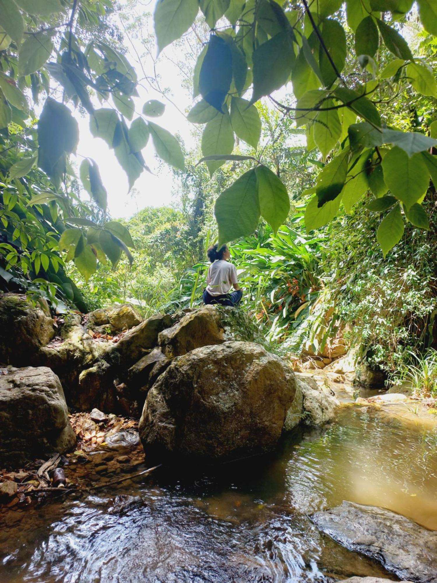 Lodge The Jungle *