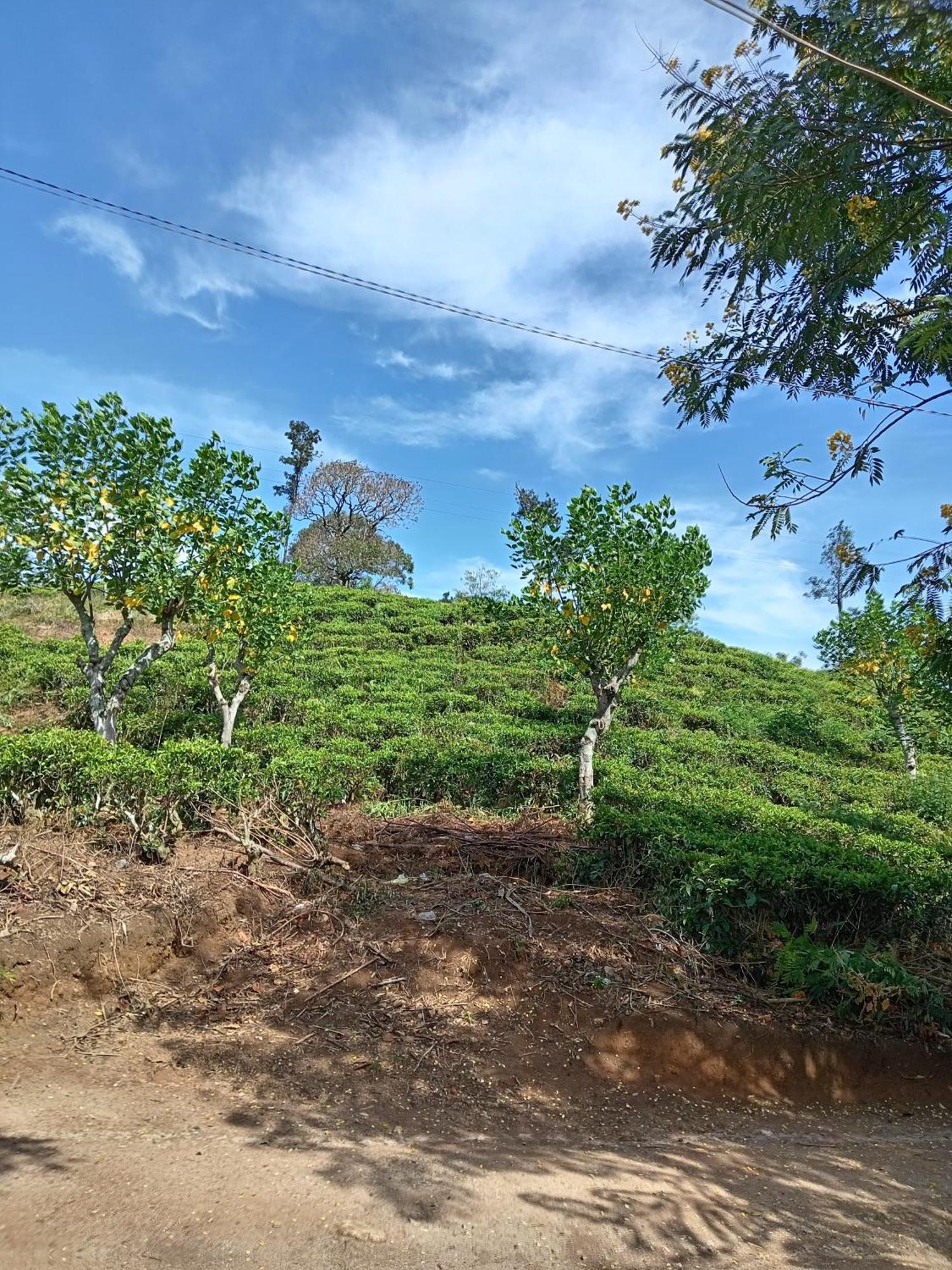 Homestay Tunnel Gap