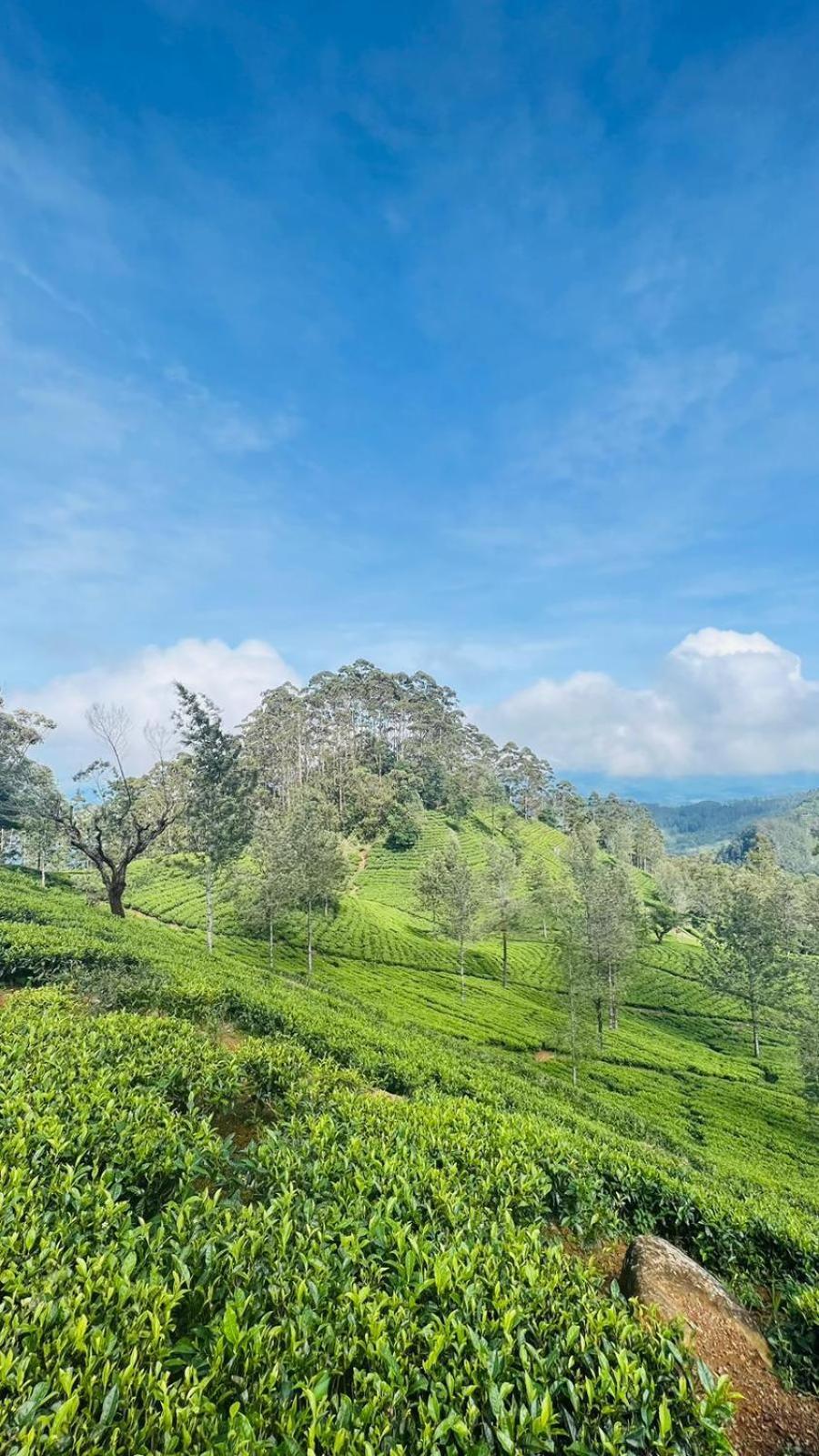Private Only Homestay Ella