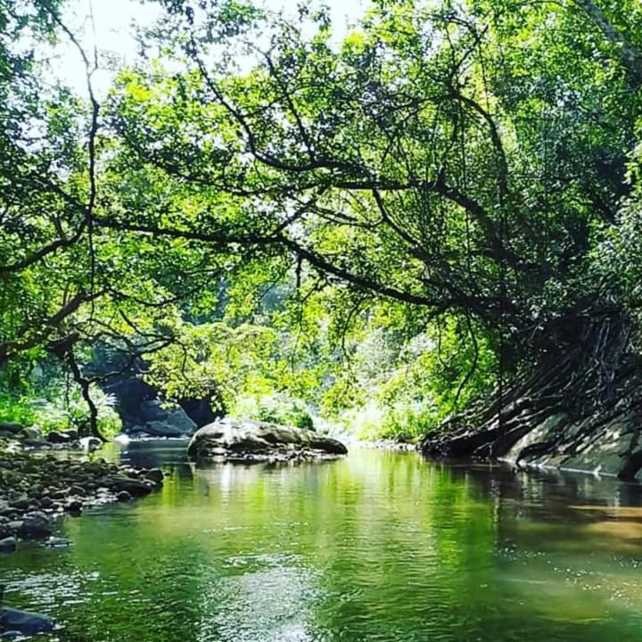 Jungle Resort