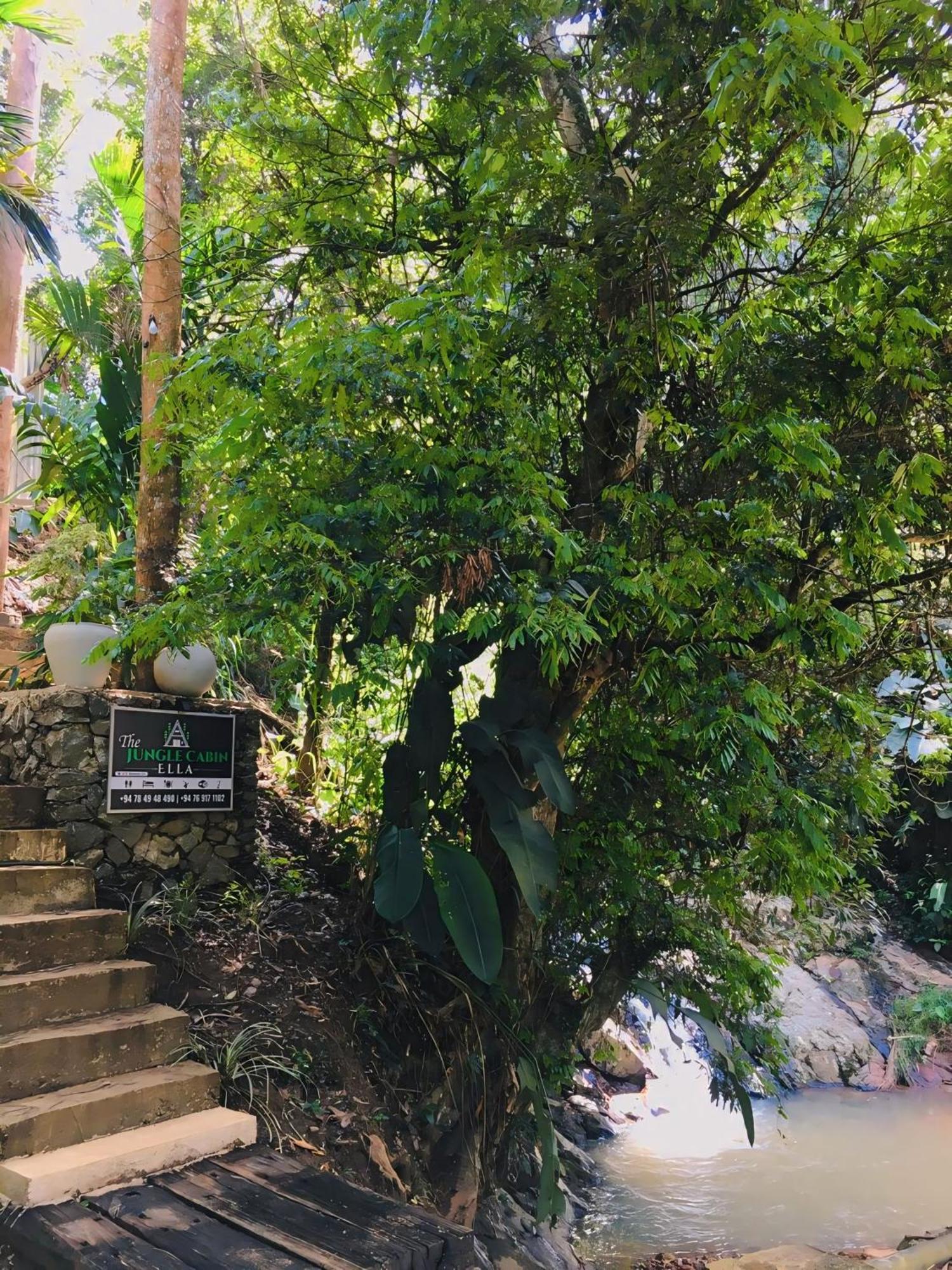 Lodge The Jungle
