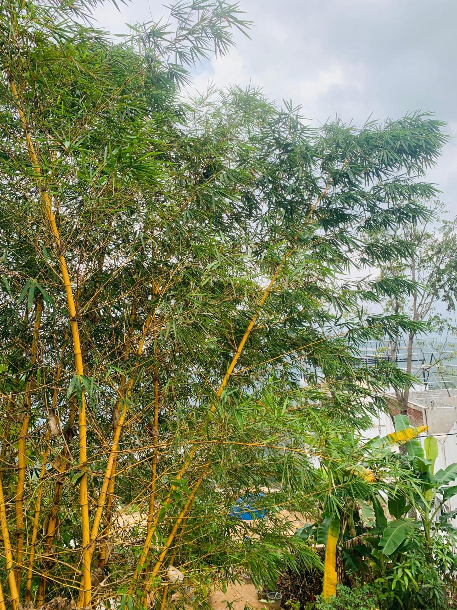 Homestay Broad View *