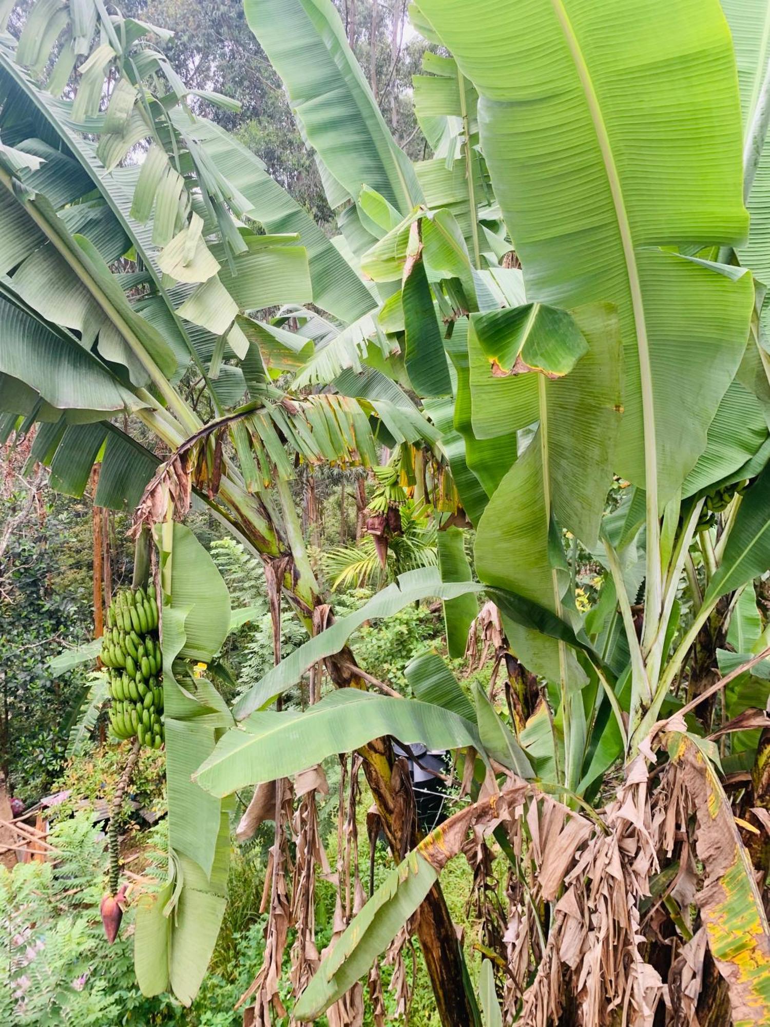 Homestay Broad View Ella