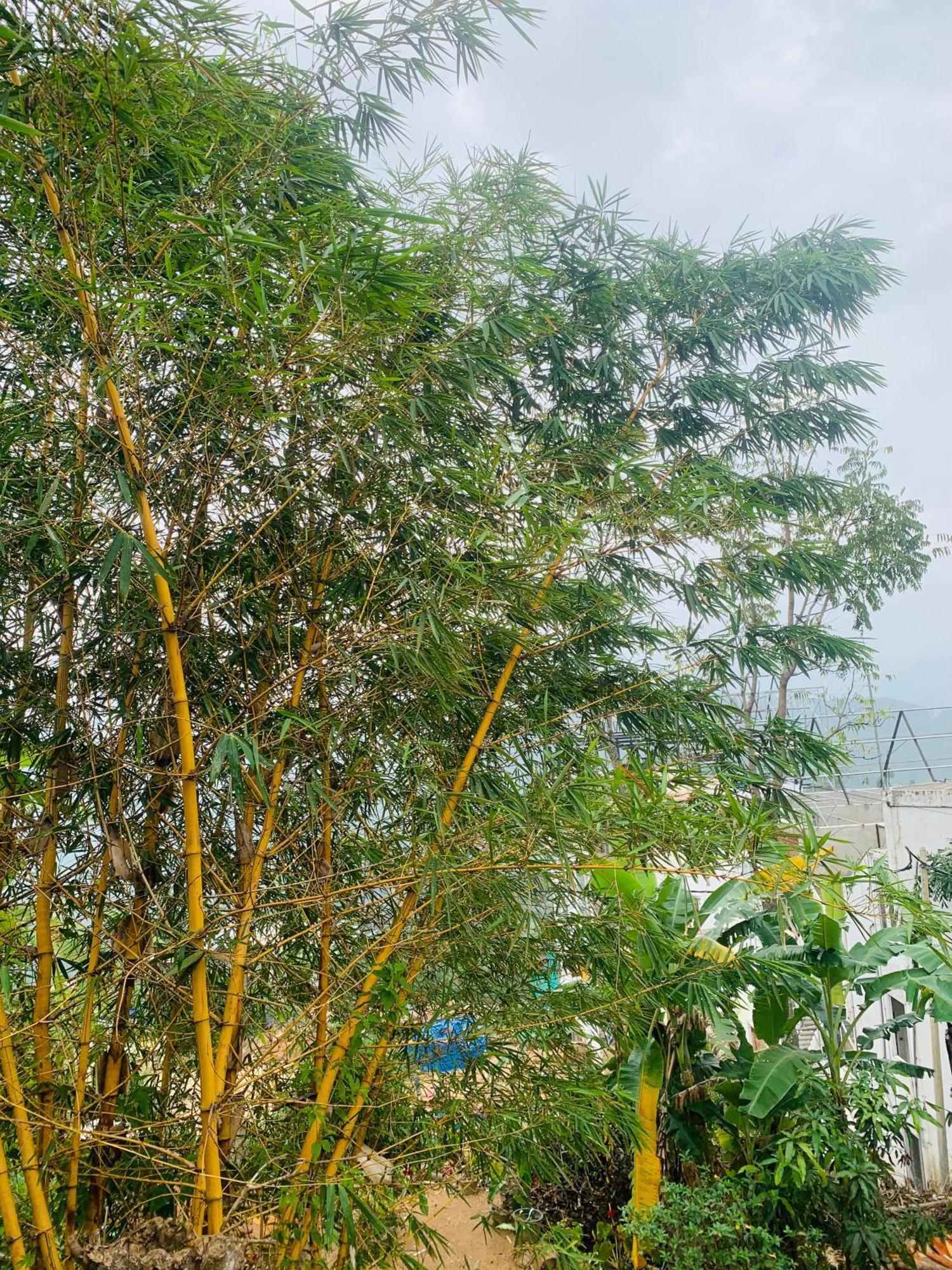 Homestay Broad View *