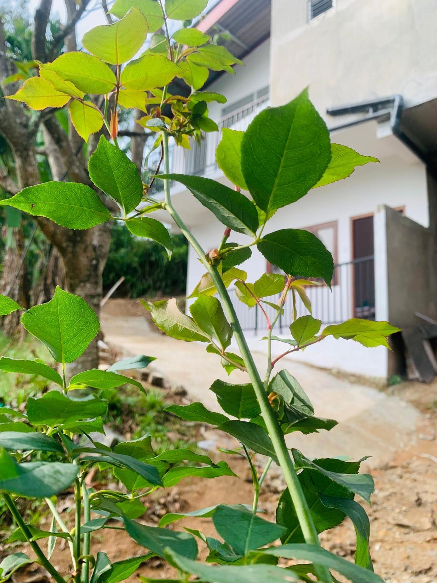 Broad View Homestay *