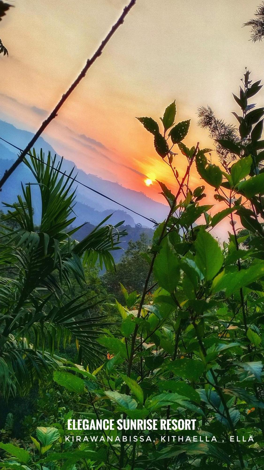 Elegance Sunrise