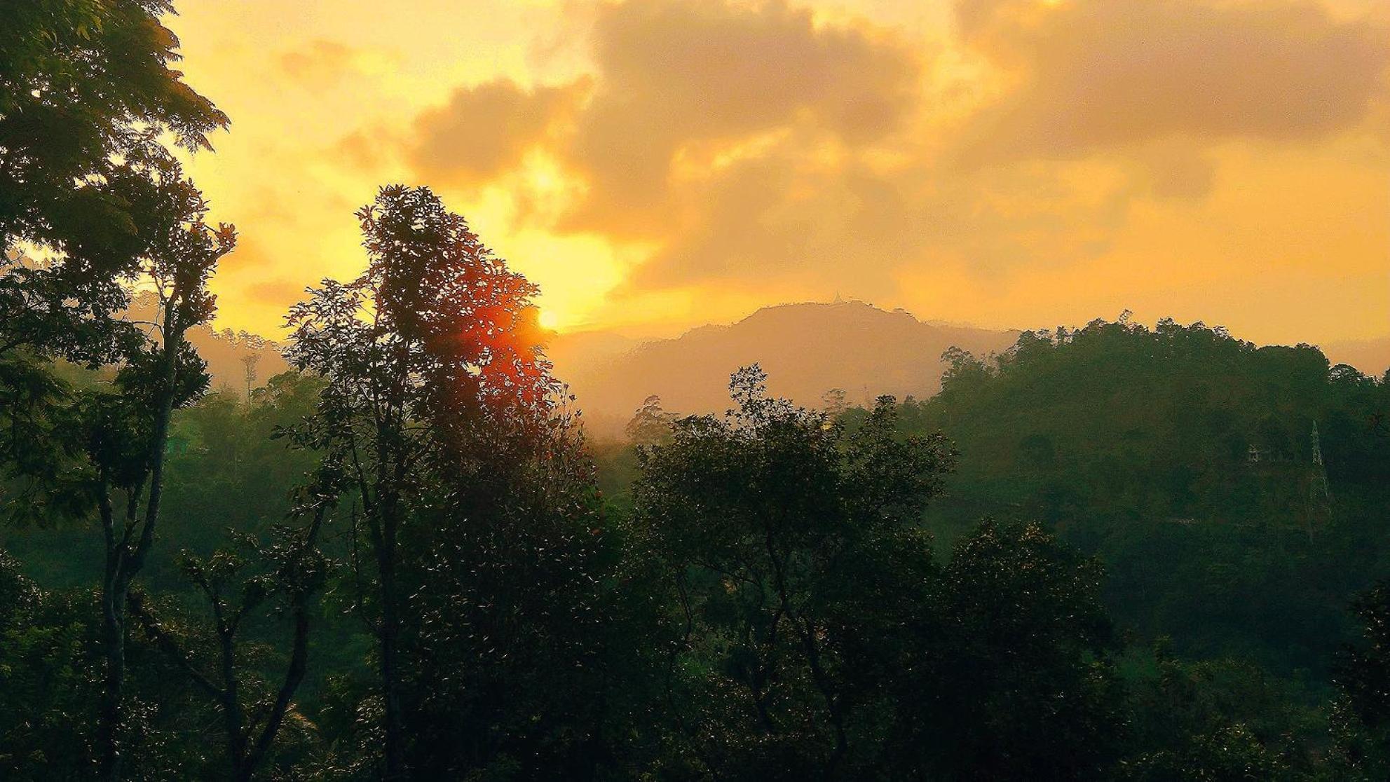 Green Jungle 