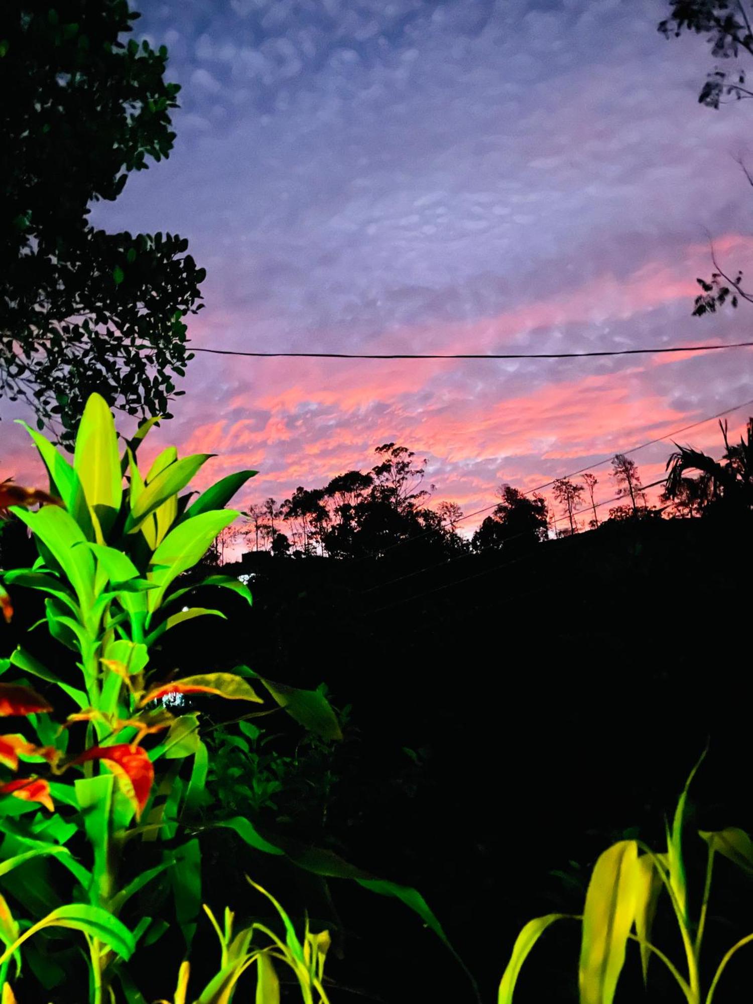 Treetops Bed & Breakfast