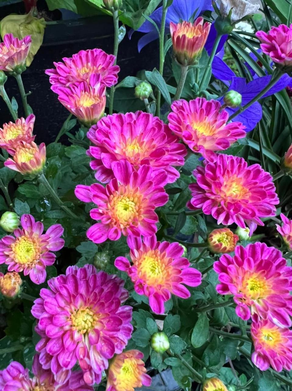Flower Garden