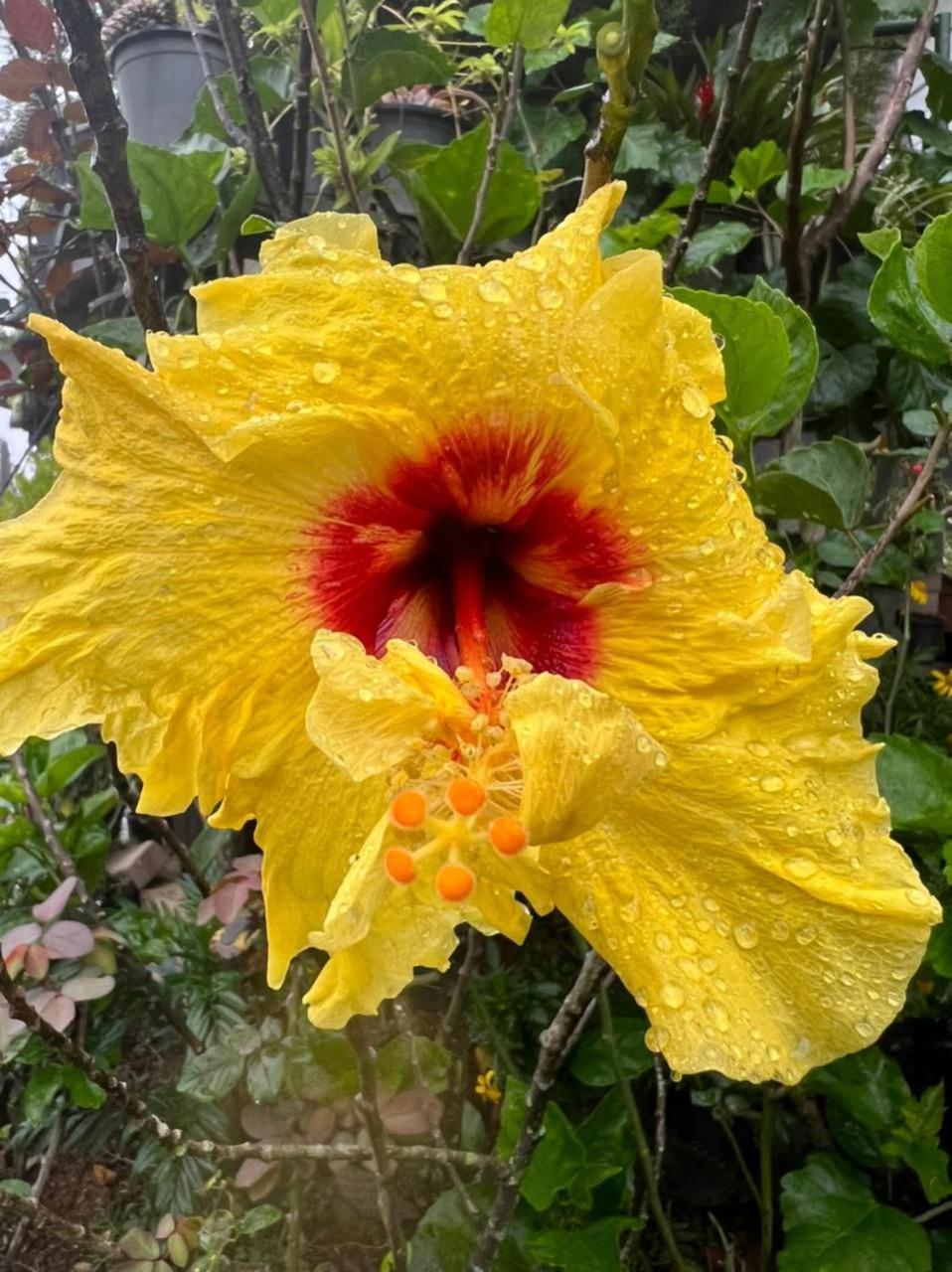 Flower Garden Hotel