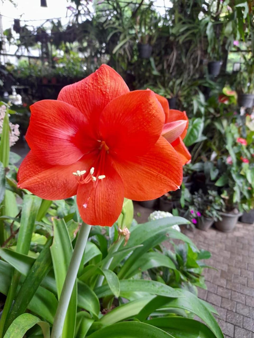 Hotel Flower Garden