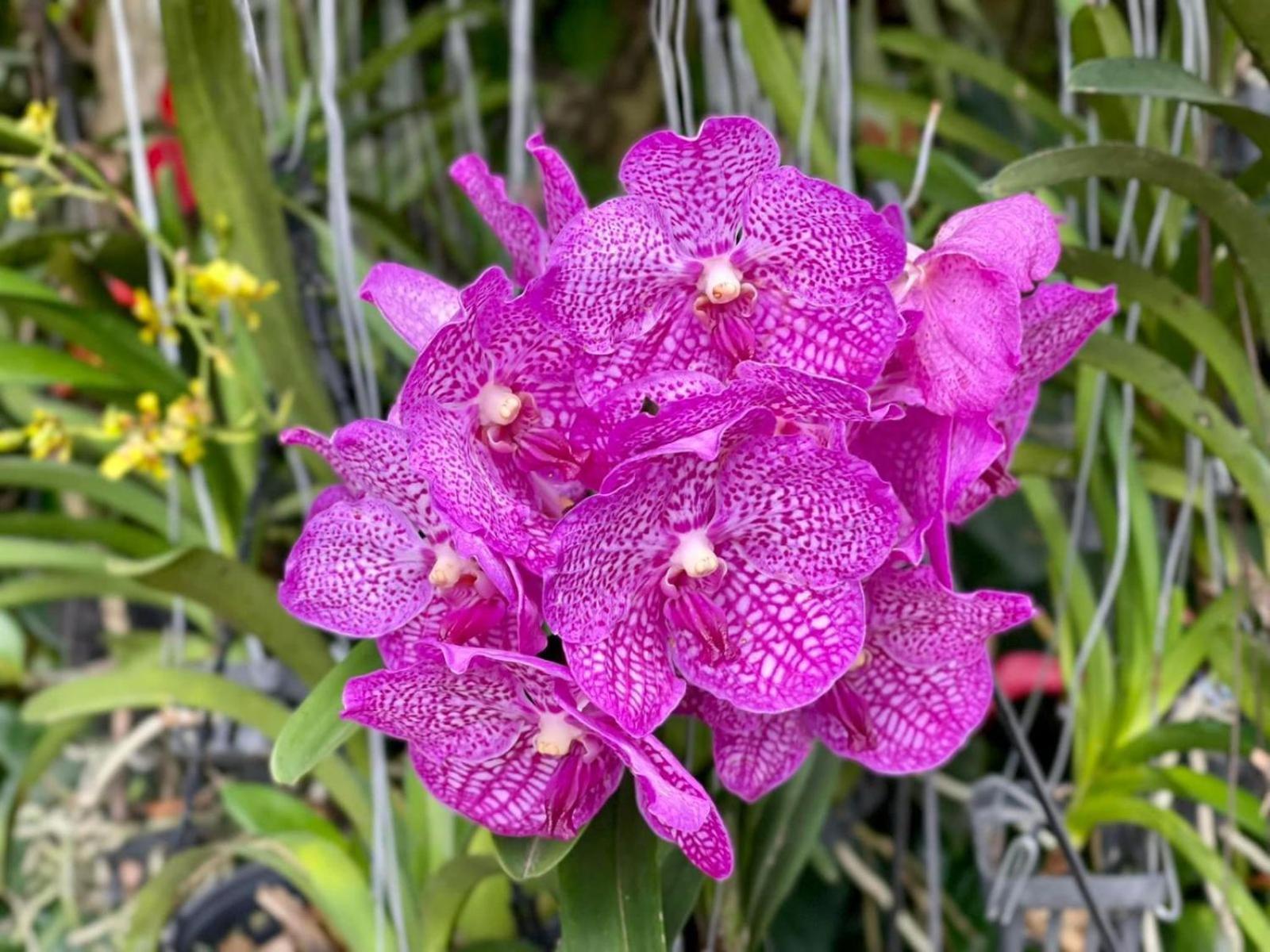 Hotel Flower Garden 4*