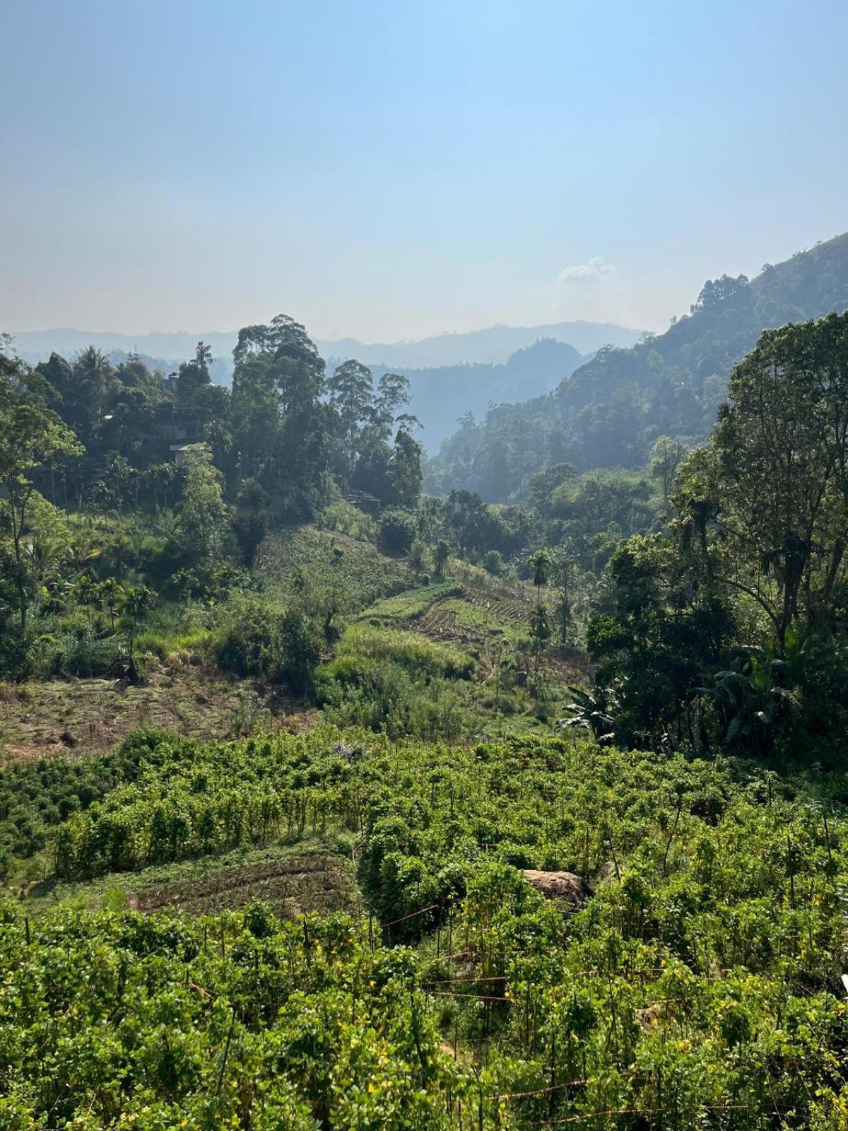 Homestay New Farmers Paradise *