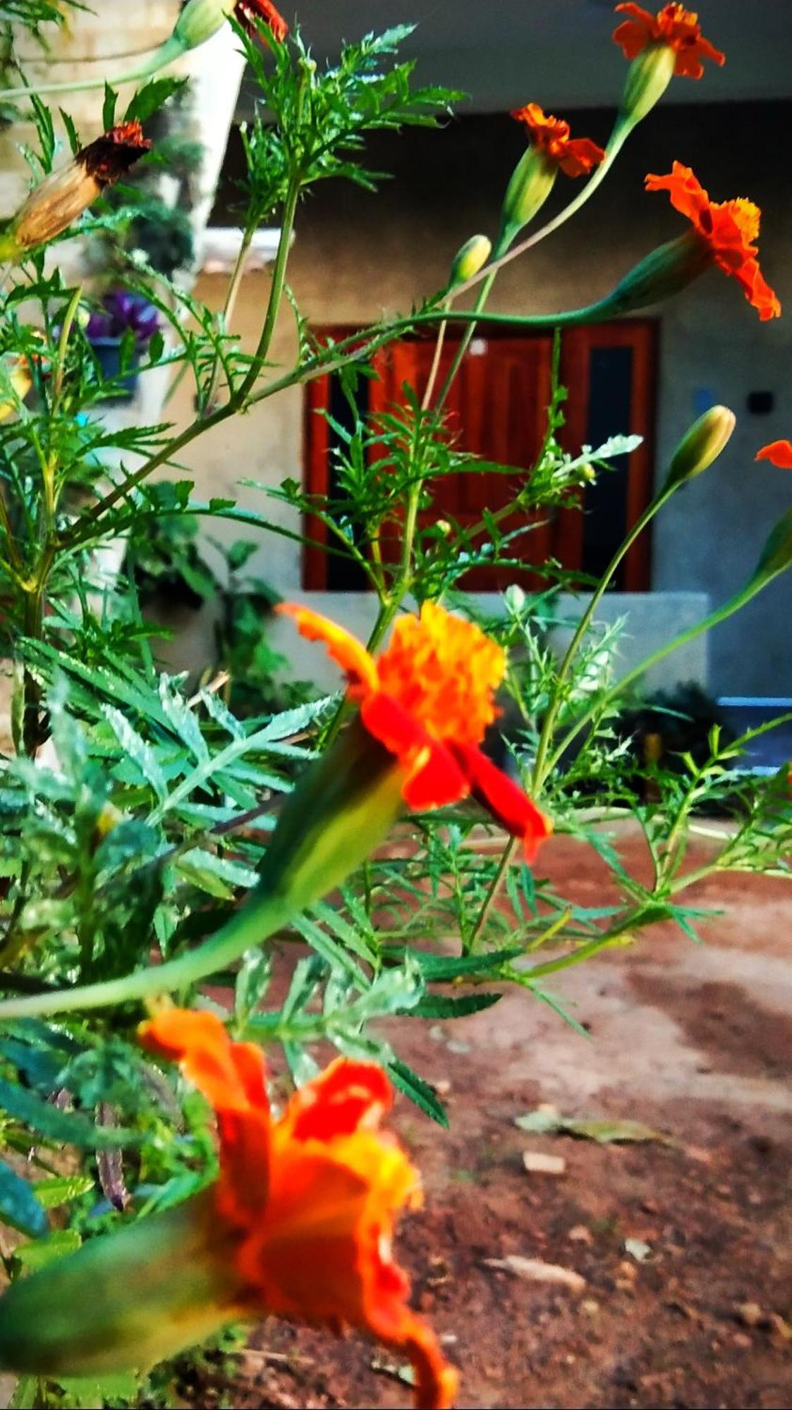 Hushwood Family Homestay *