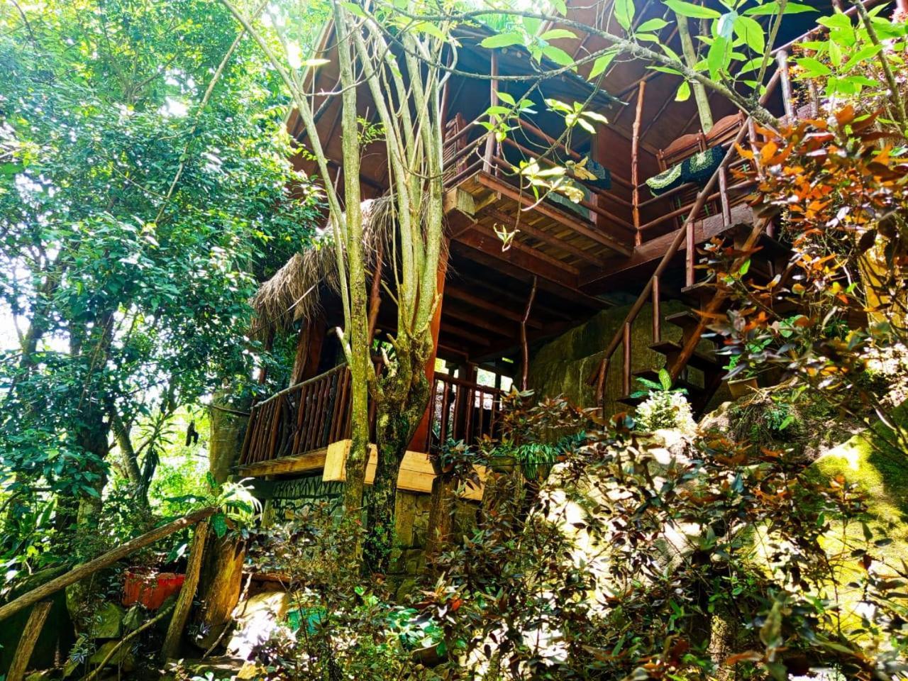 Jungle Face