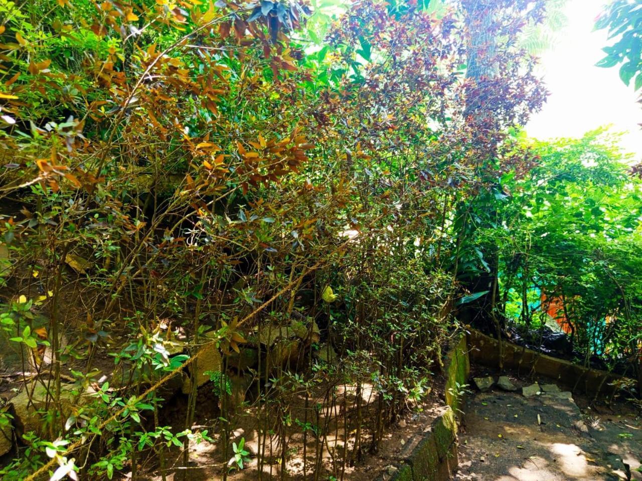 Jungle Face Bed & Breakfast Ella