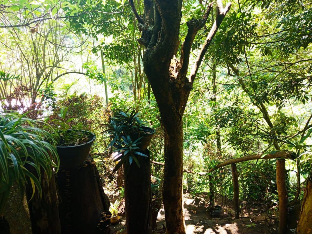 Jungle Face