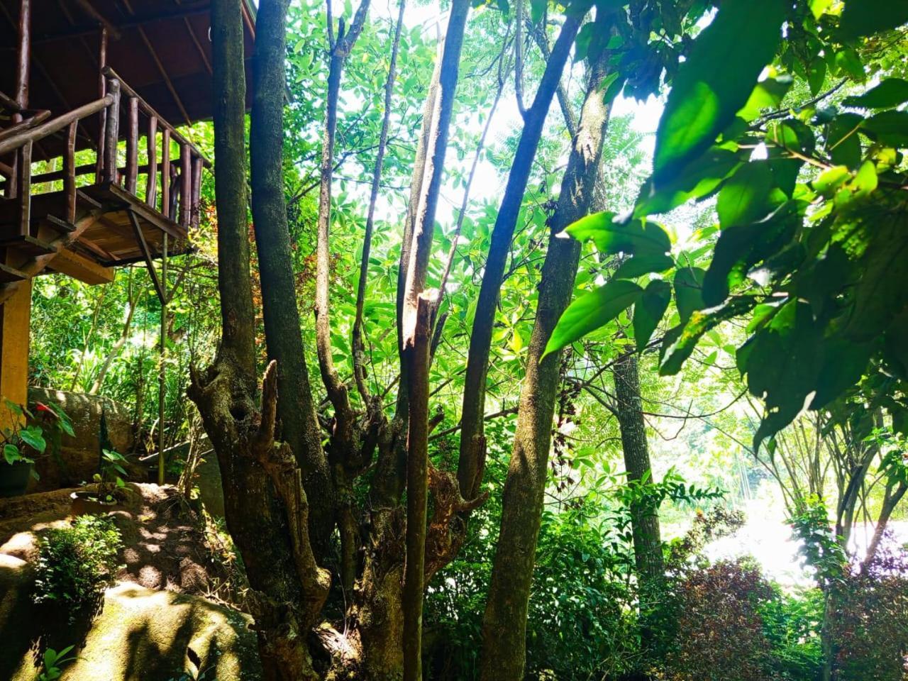 Jungle Face Bed & Breakfast