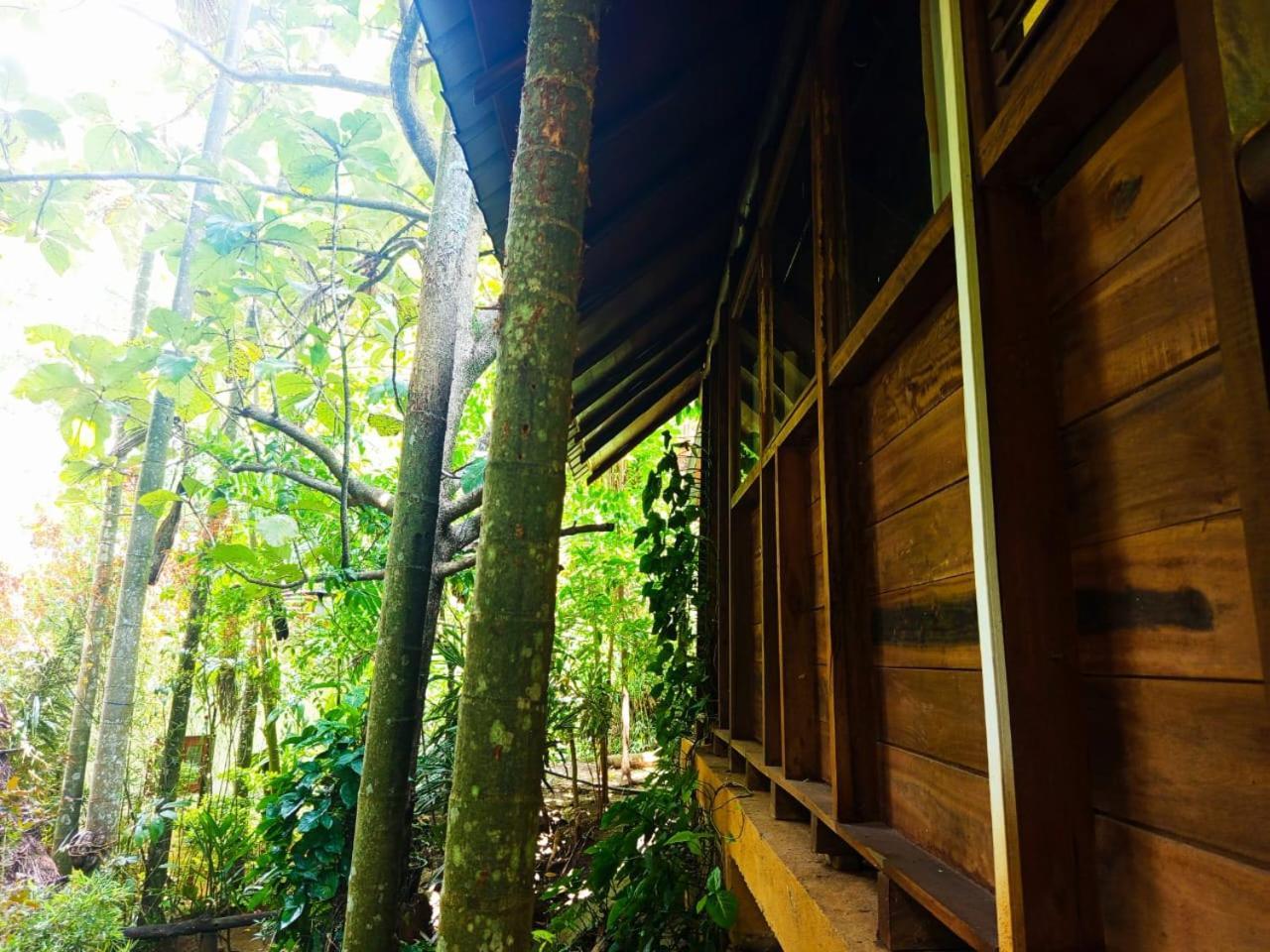 Bed & Breakfast Jungle Face