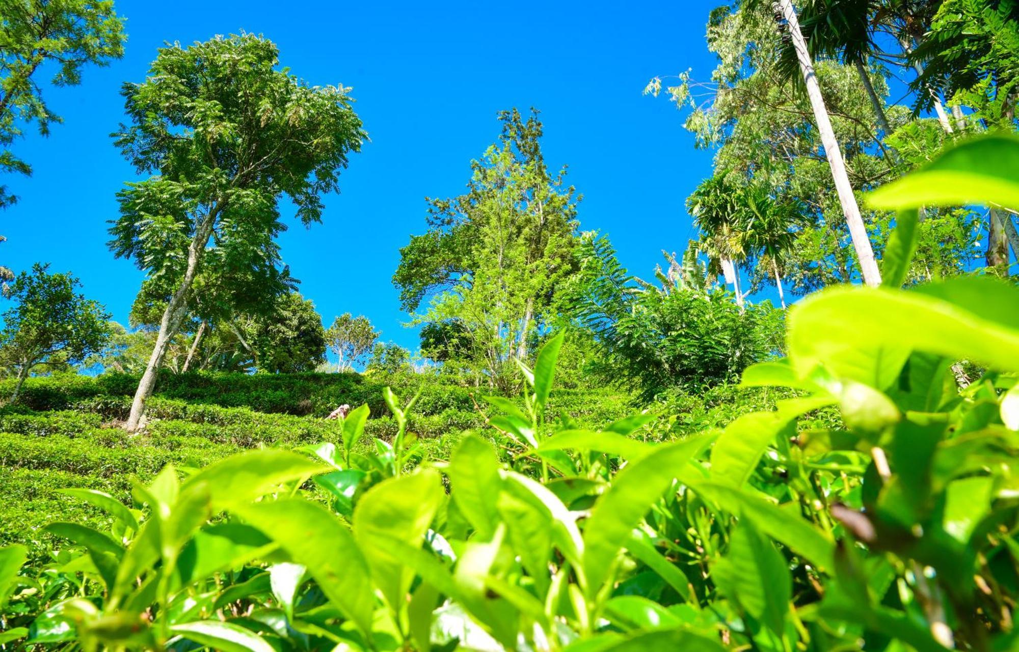 Winking Nature View Guest house *