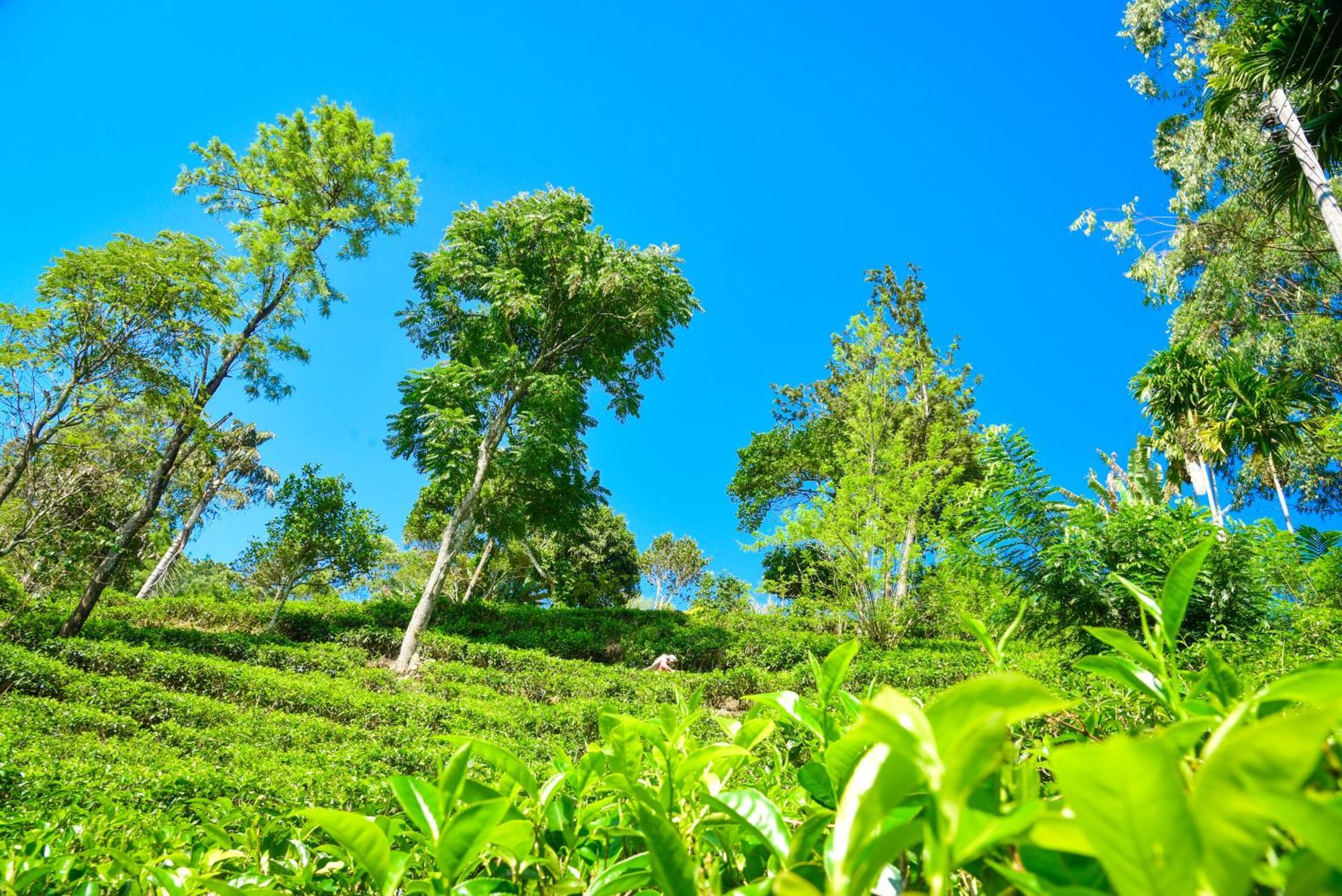 Winking Nature View Guest house