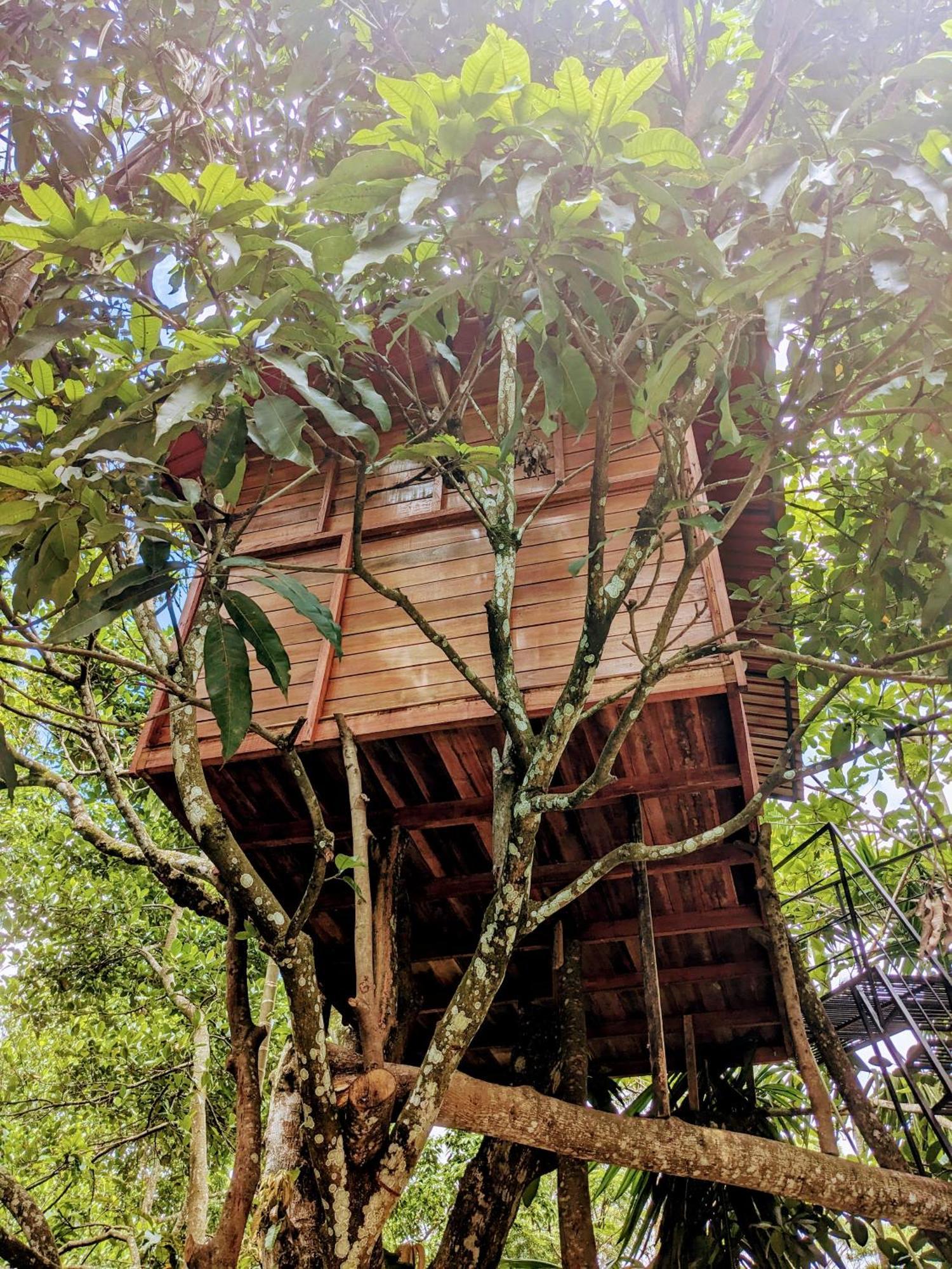 Jungle