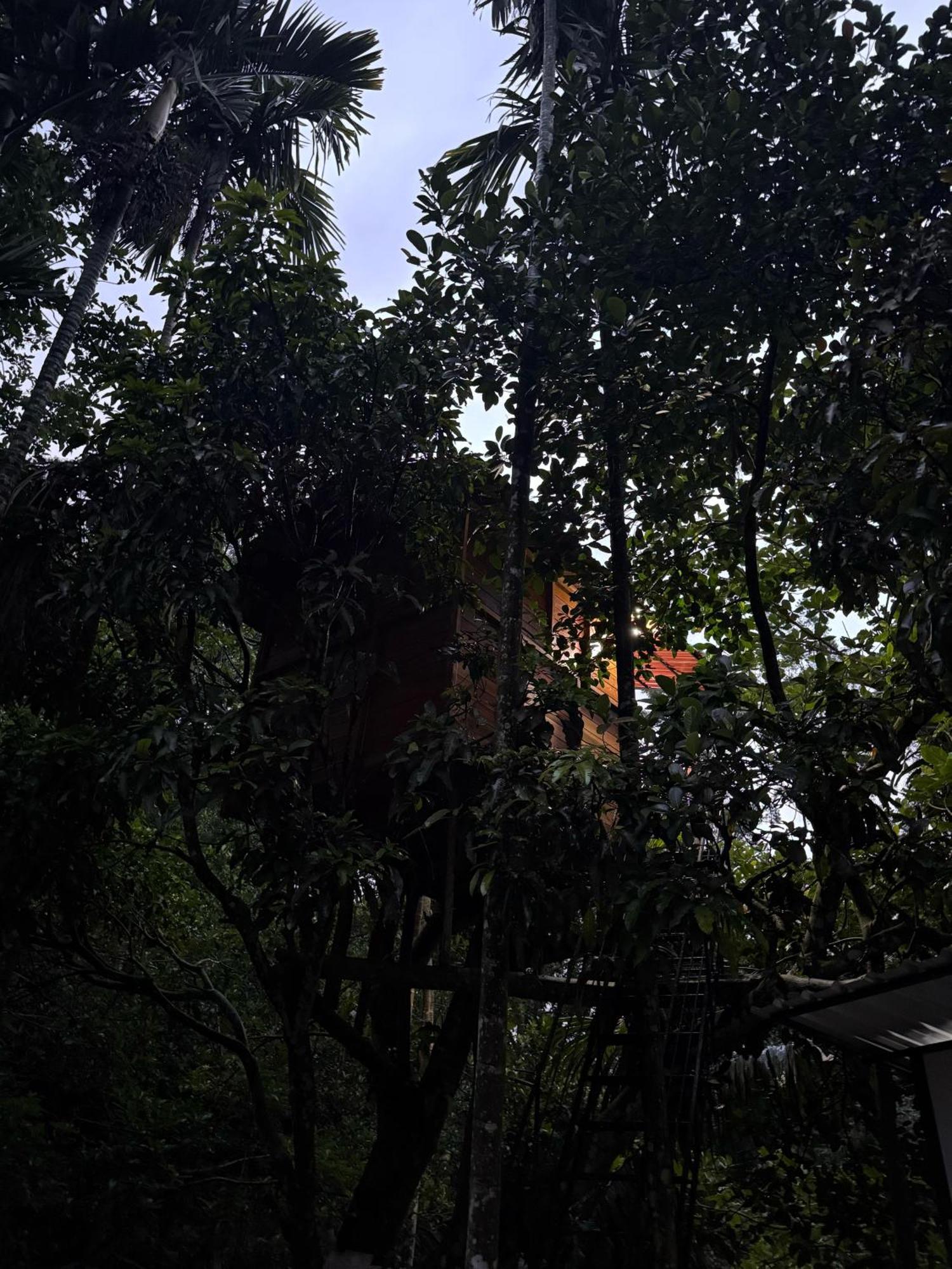 Jungle Homestay *