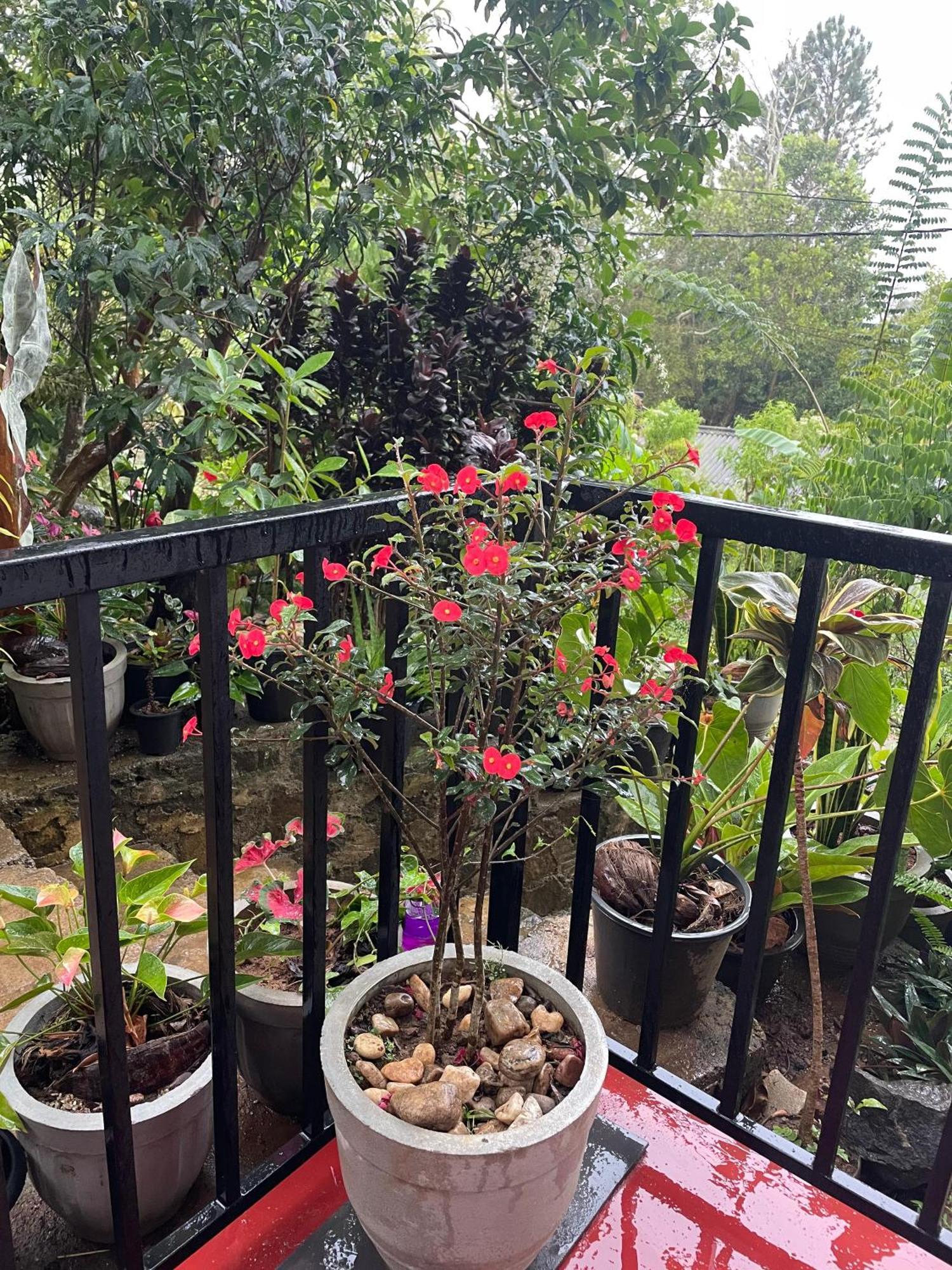 Homestay Ella Cloud Castle Homestay