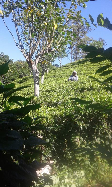 Homestay Tunnel Gap Ella