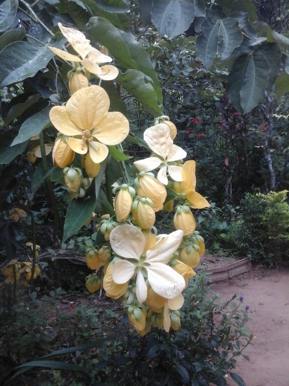 Homestay Yoho Nature