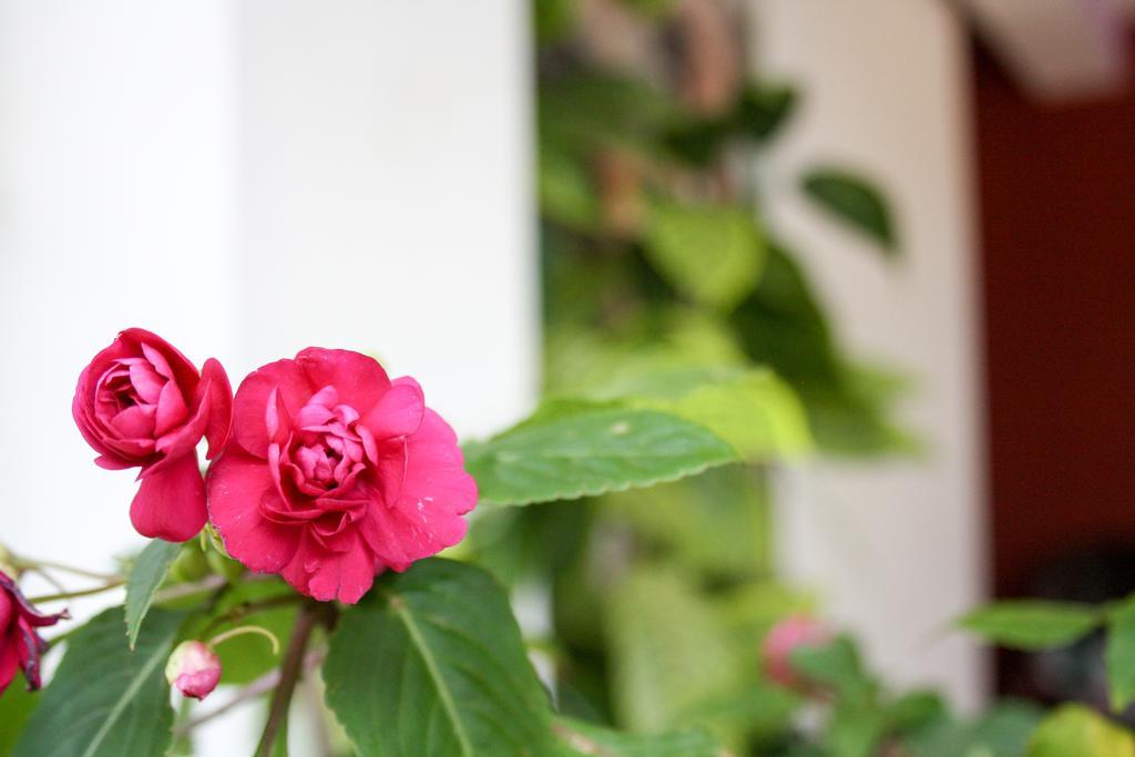 Homestay Elegant *
