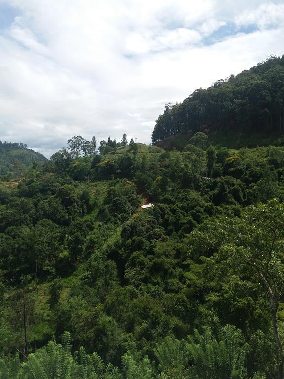 Lushy Homestay *