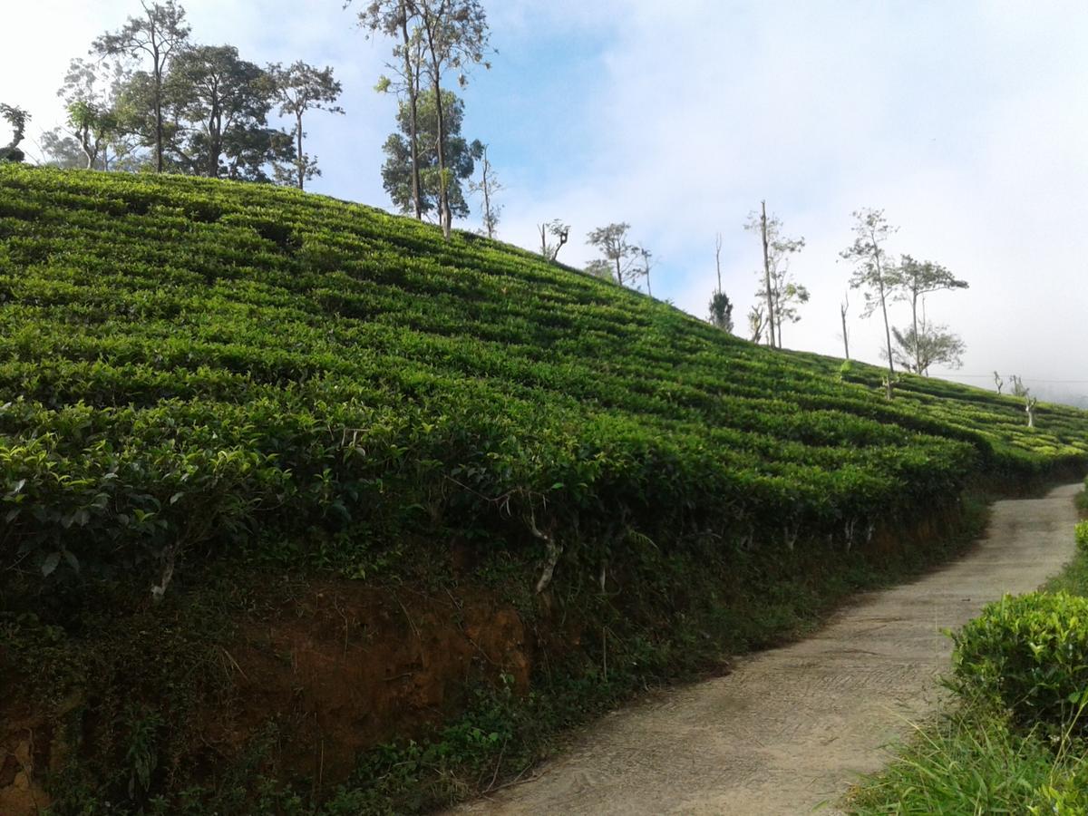Homestay Yoho Nilmini *
