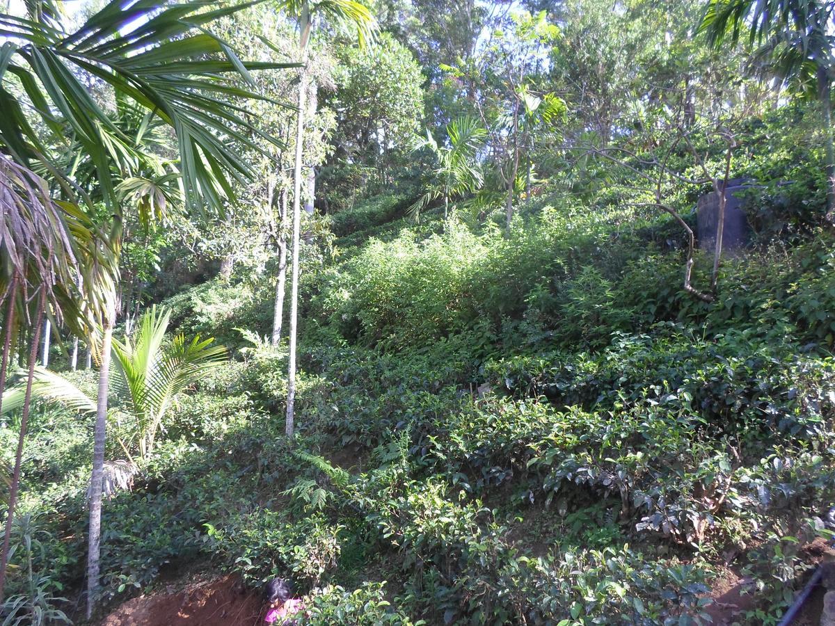 Homestay Sky Garden *