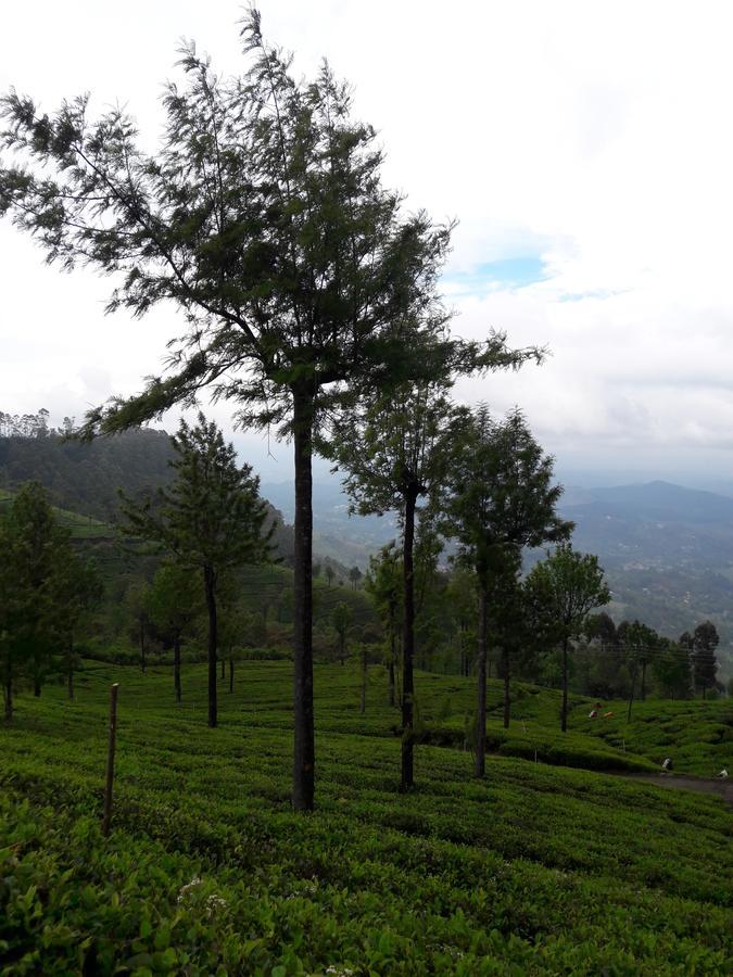 Homestay Banana Rest *