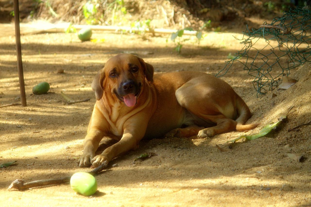 Pepper Hills Lodge Ella
