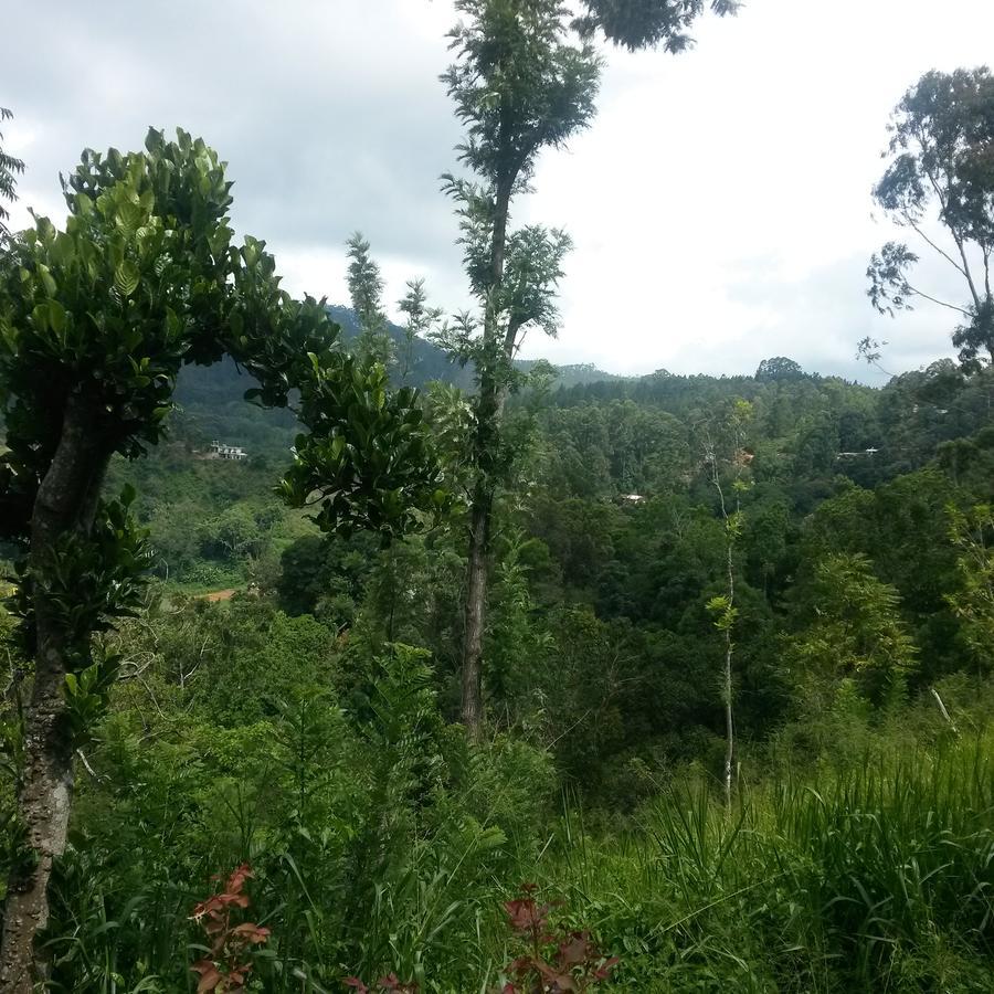 Homestay Solitary