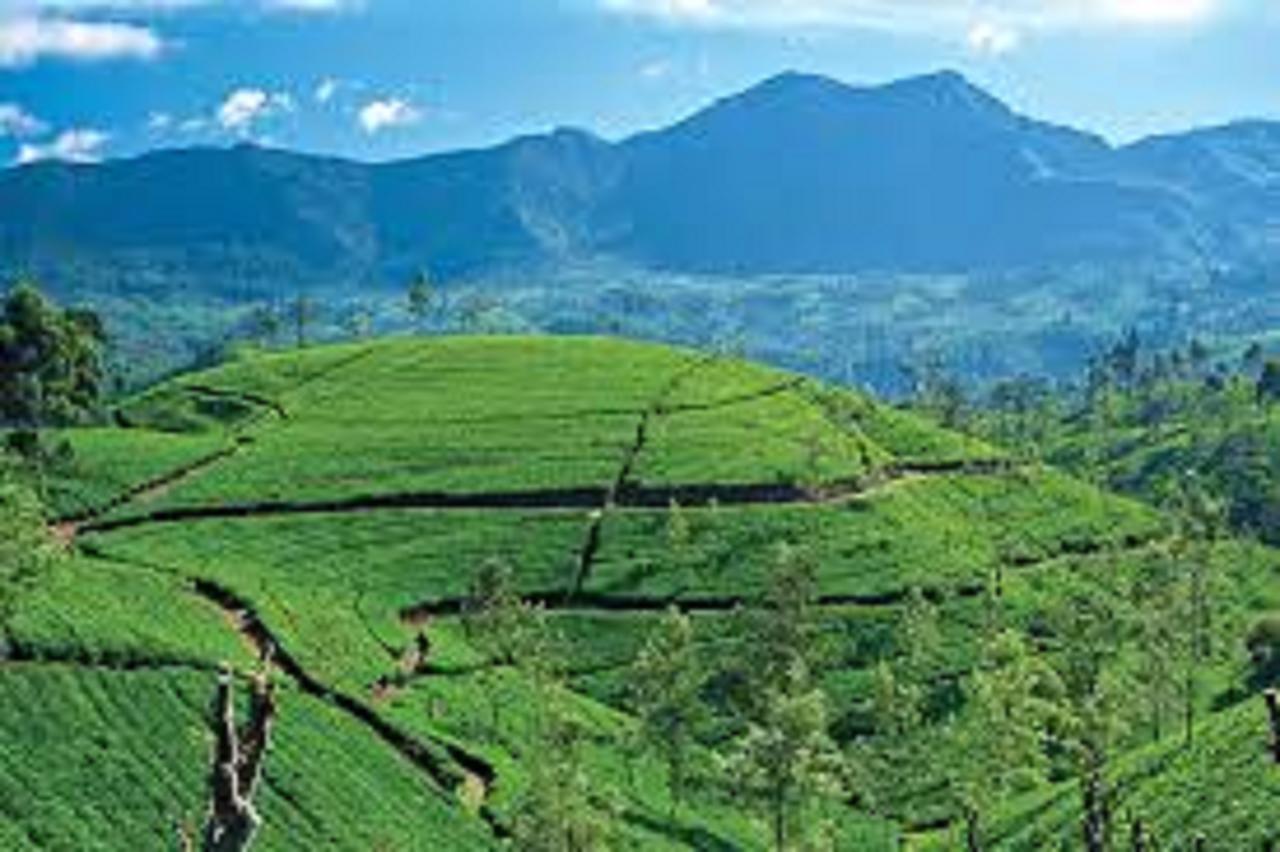 Samadhi Nature 3*