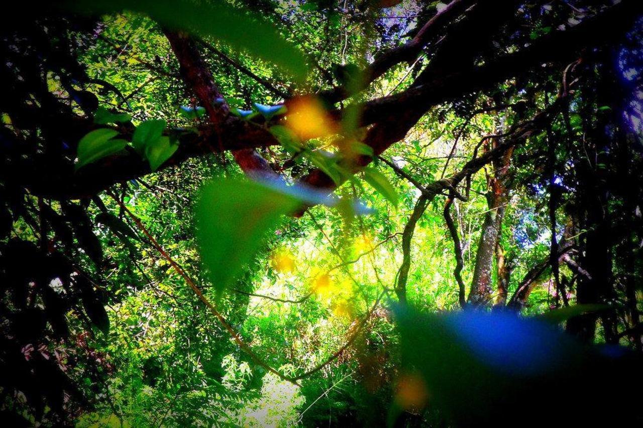 Samadhi Nature 3*