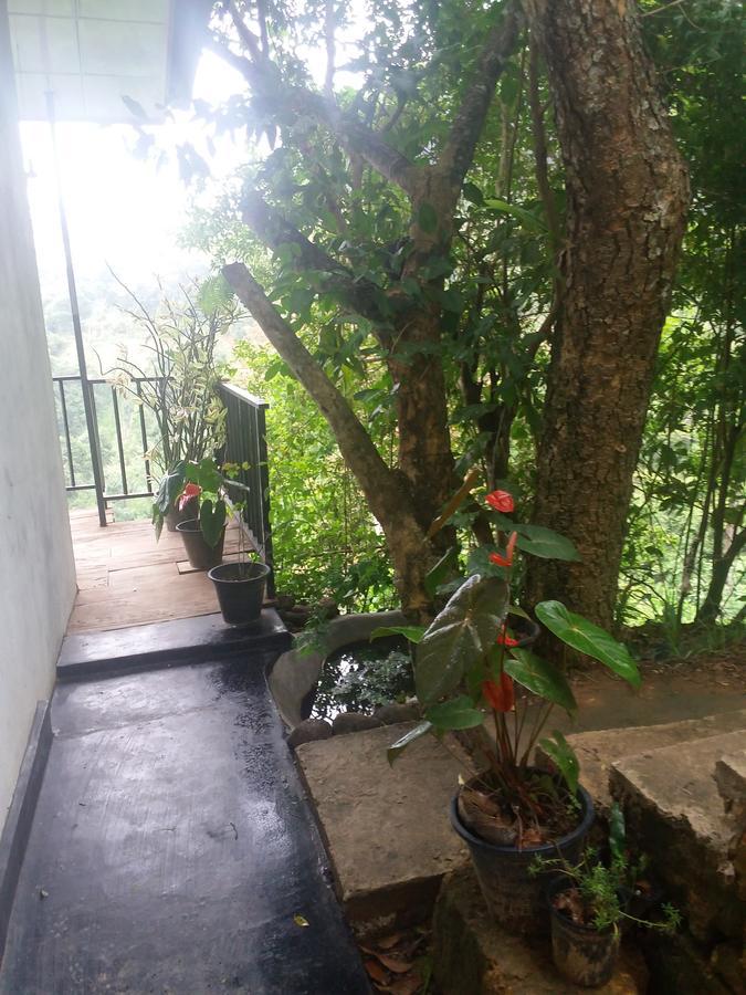 Homestay Lushy