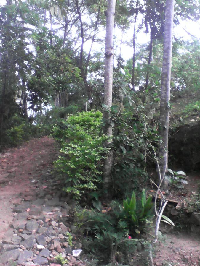 Homestay Damsen Ella