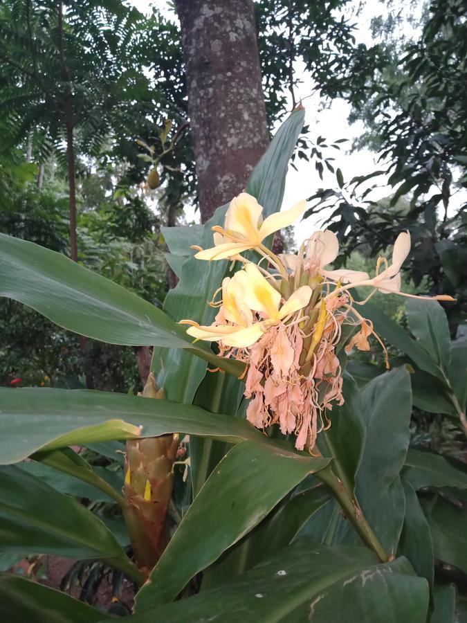 Damsen Homestay *