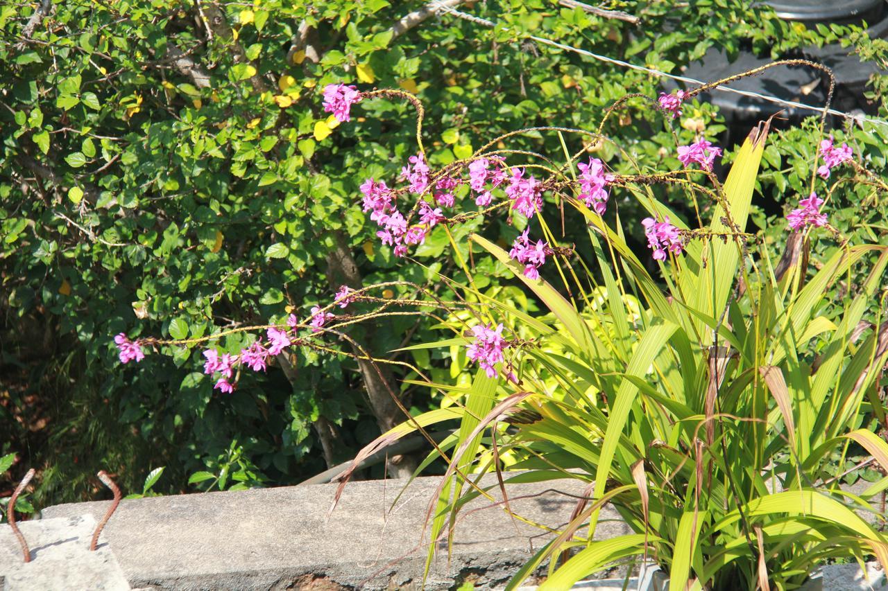 Guest house Anura Guest