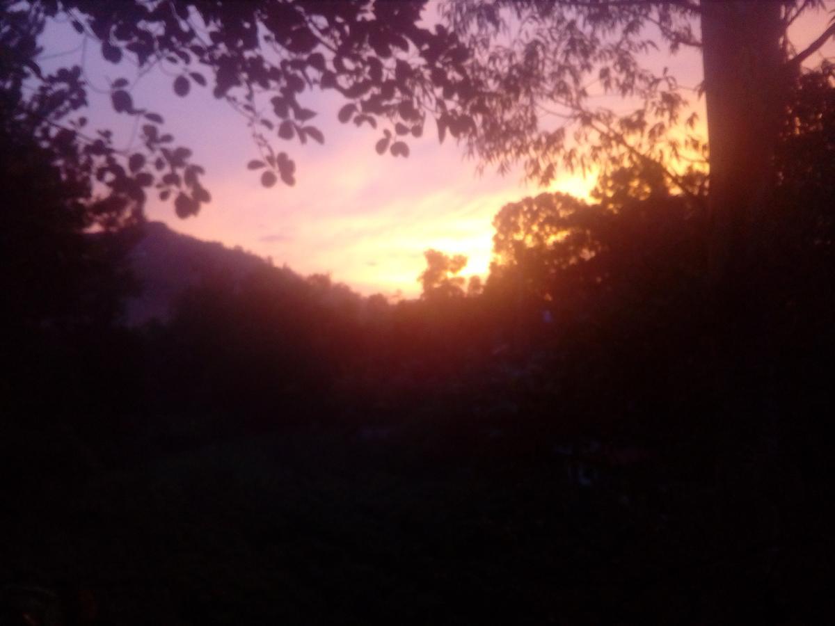 Forest Paddy Homestay *