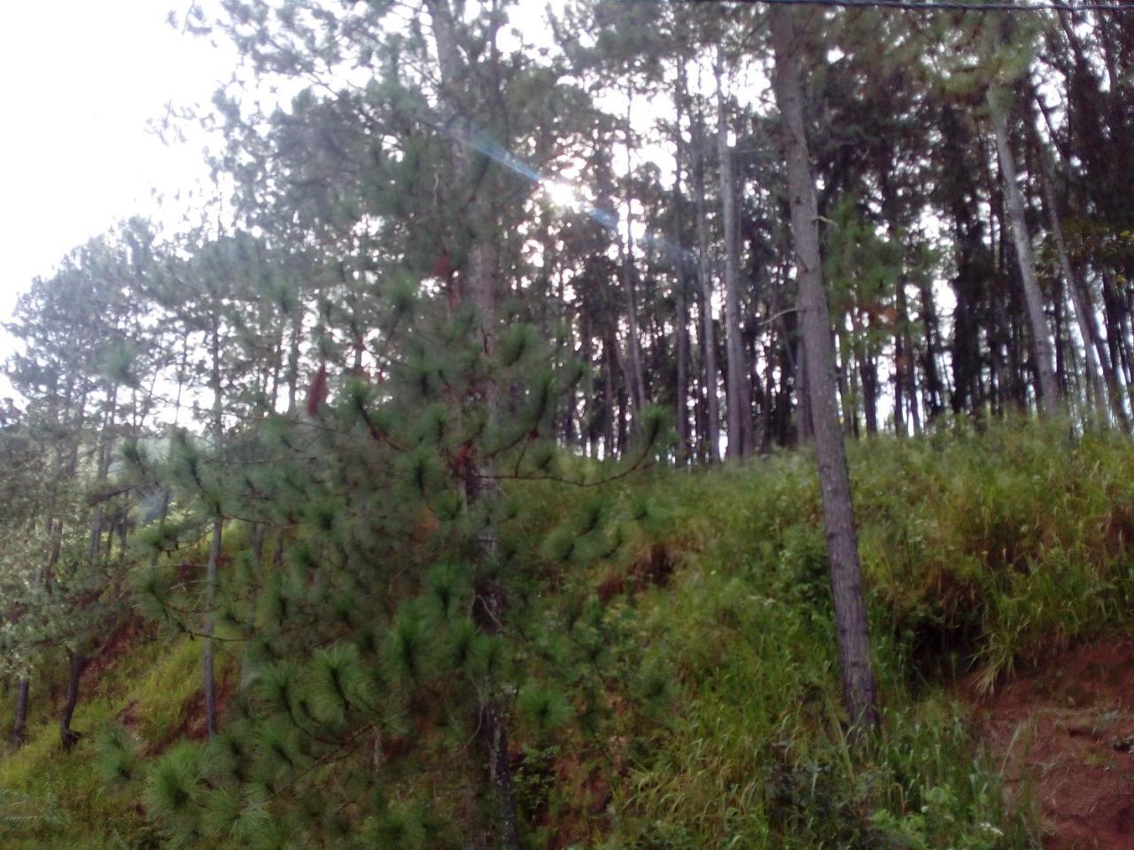 Forest Paddy